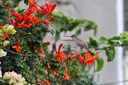 Plancia ëd Leucolia violiceps (Gould 1859)