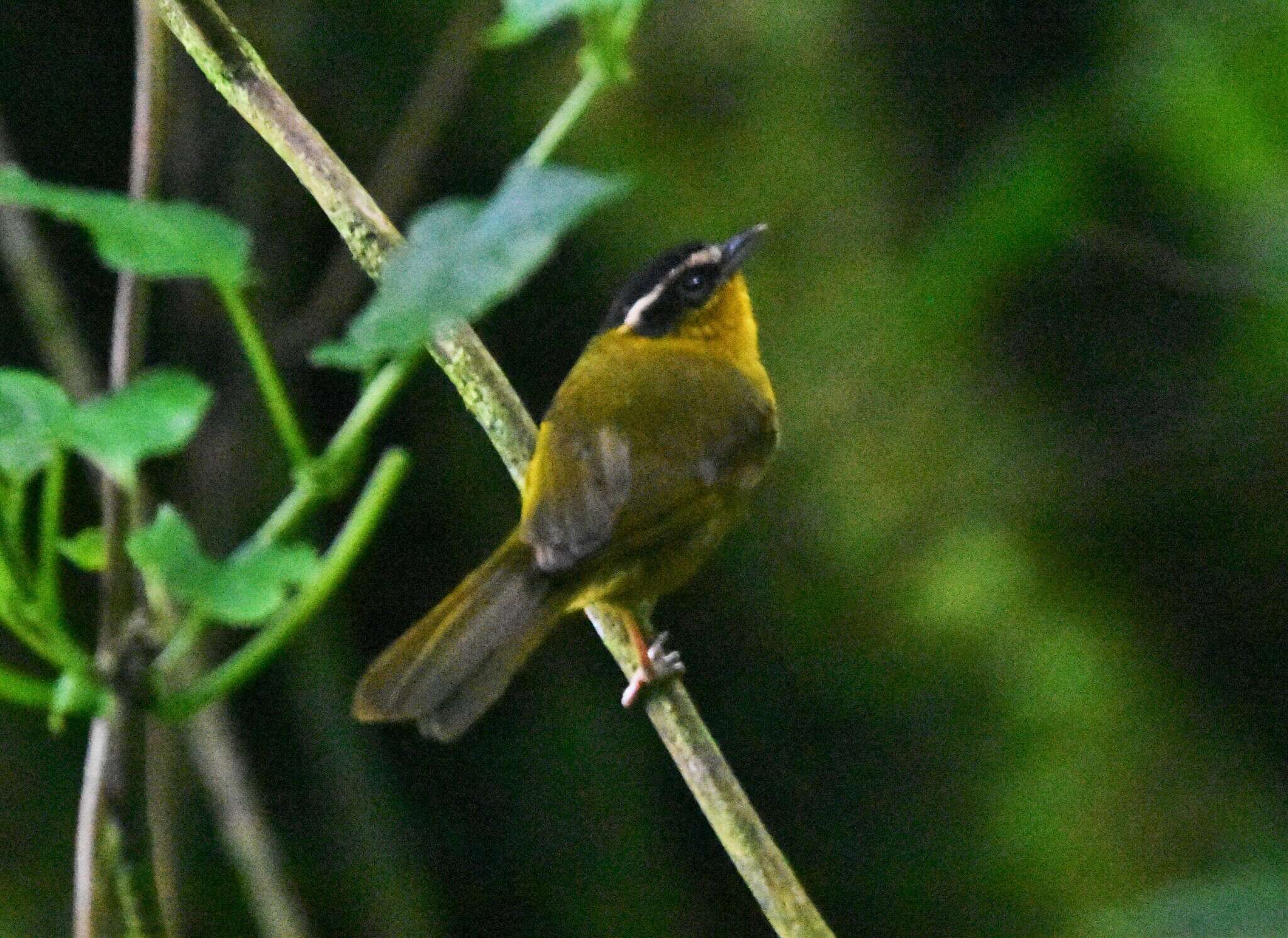 Kleinothraupis atropileus (Lafresnaye 1842) resmi