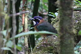 Image of Atelornis Pucheran 1846