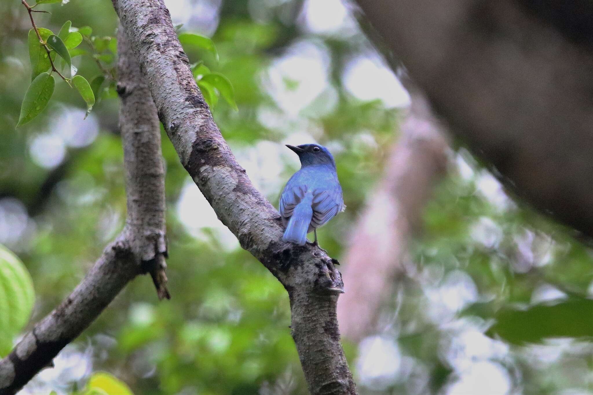 Image of Zappey's Flycatcher