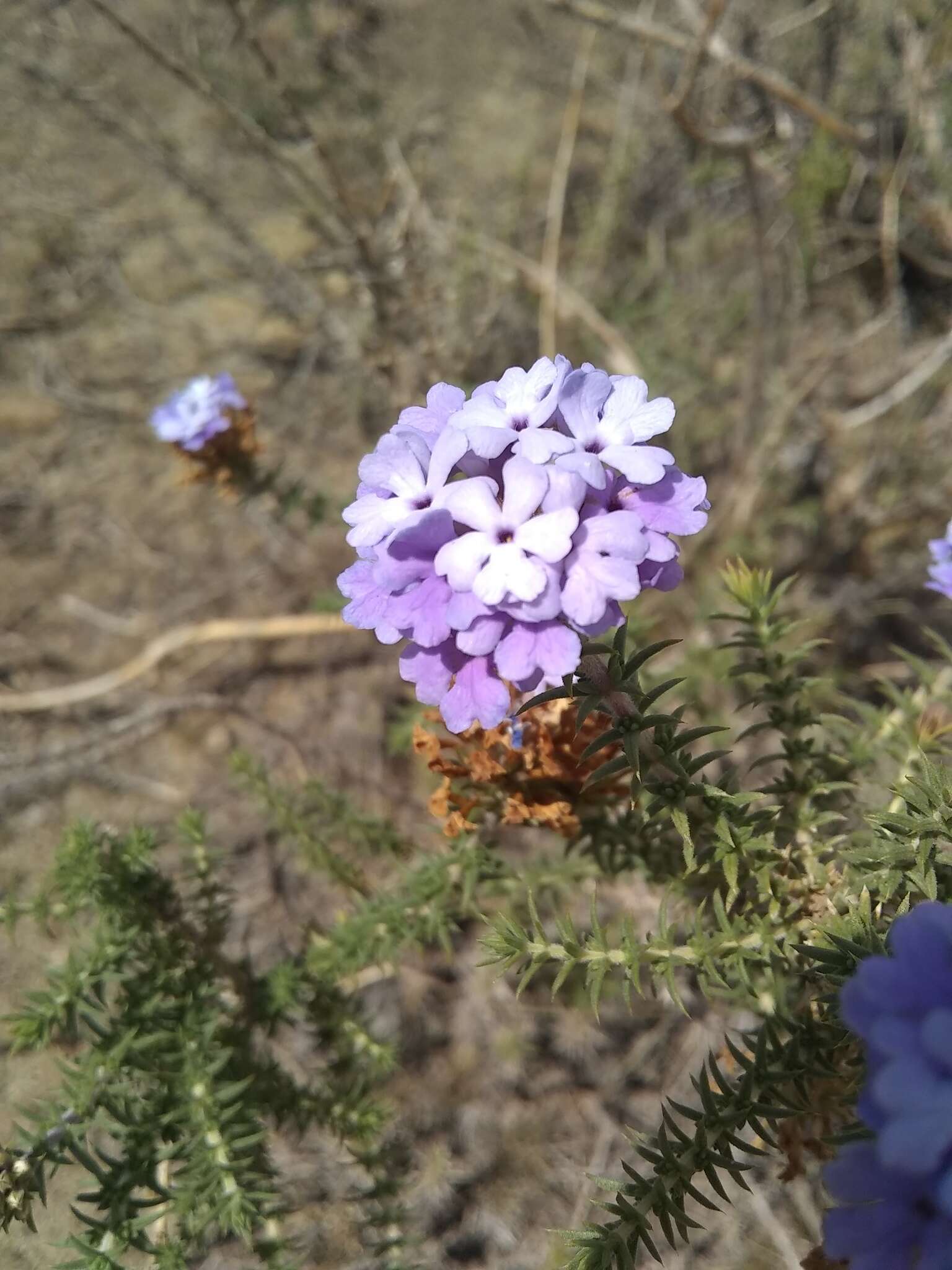 Image of Junellia juniperina (Lag.) Moldenke