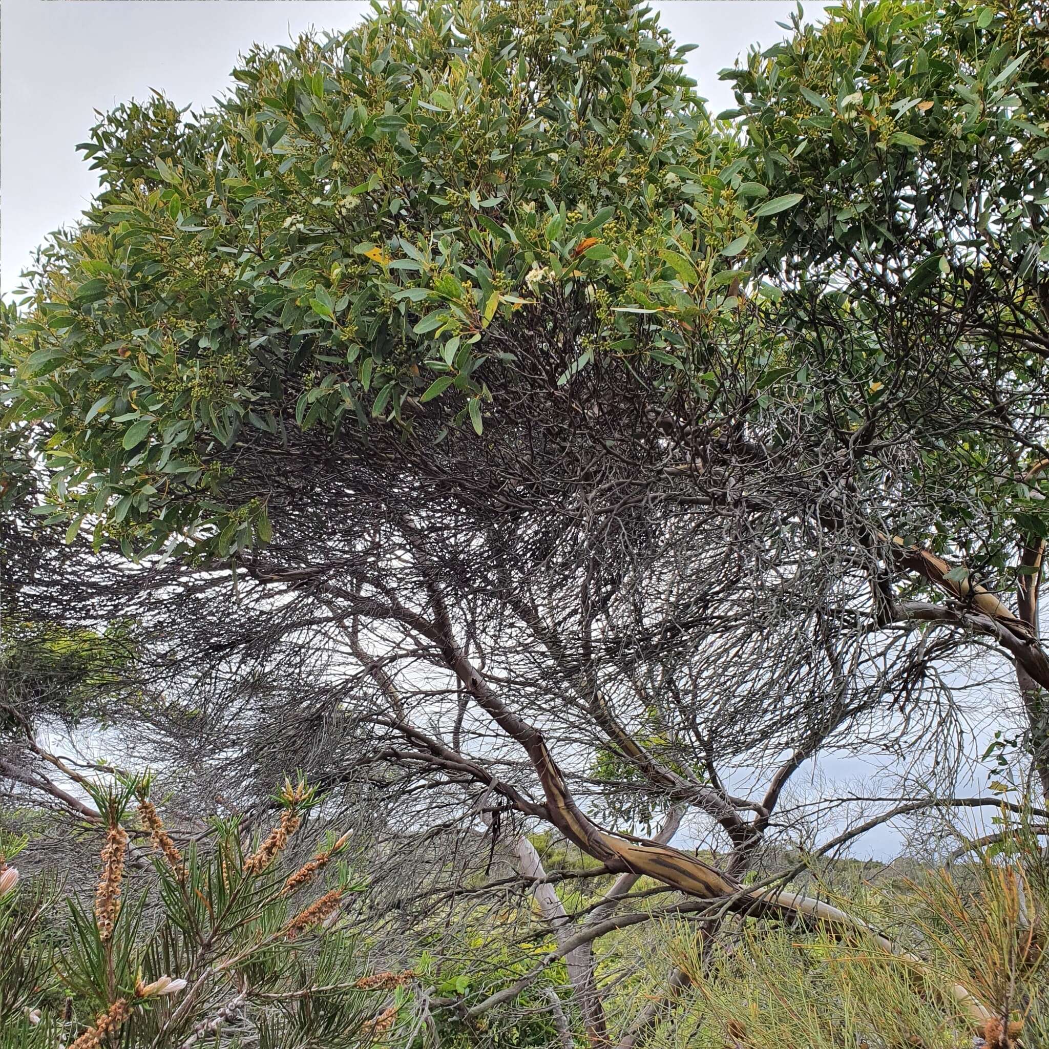 صورة Eucalyptus obstans L. A. S. Johnson & K. D. Hill