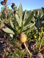 Image of Leucadendron macowanii Phillips