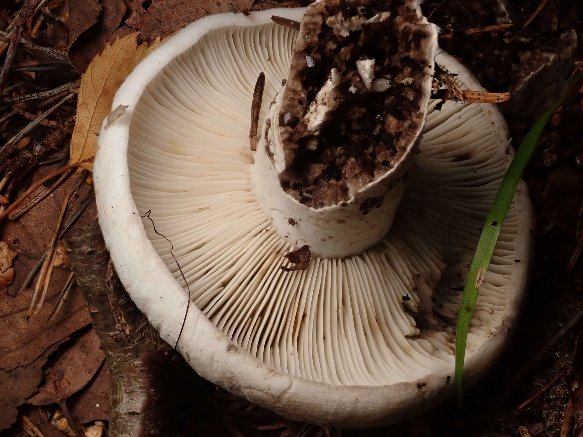 Image of Russula albonigra (Krombh.) Fr. 1874