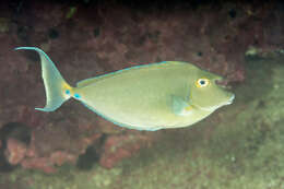 Image of Bluespine Unicornfish