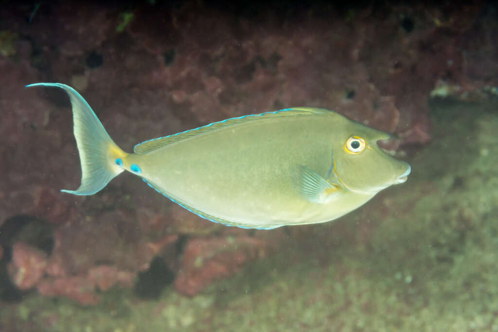 Image of Bluespine Unicornfish