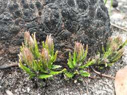 Imagem de Banksia spinulosa Sm.