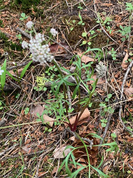 Image of Geyer's biscuitroot