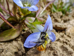 Imagem de Gentianella moorcroftiana (Wall. ex Griseb.) Airy Shaw