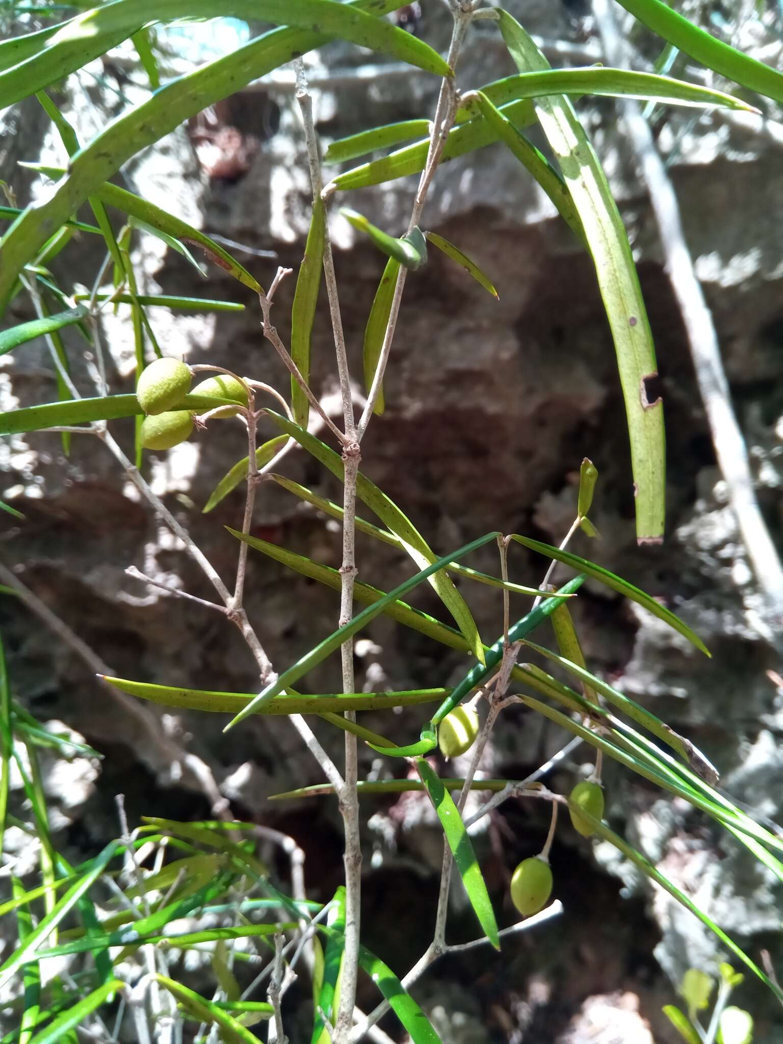 Sivun Noronhia linearifolia Boivin ex Dubard kuva