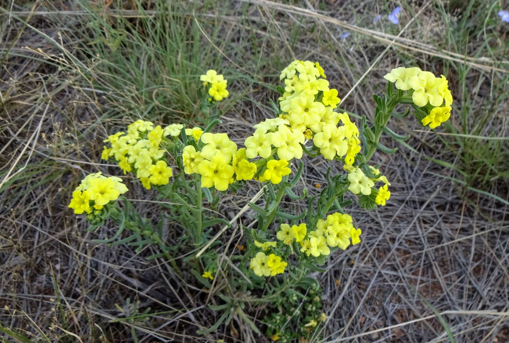 Image of smooththroat stoneseed