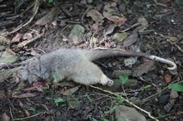 صورة Ninox strenua (Gould 1838)