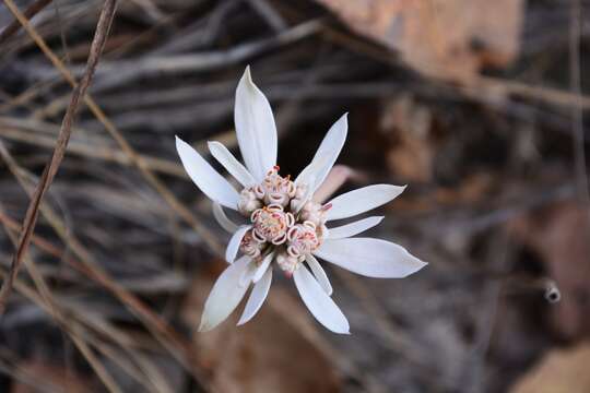 Euphorbia radians Benth. resmi