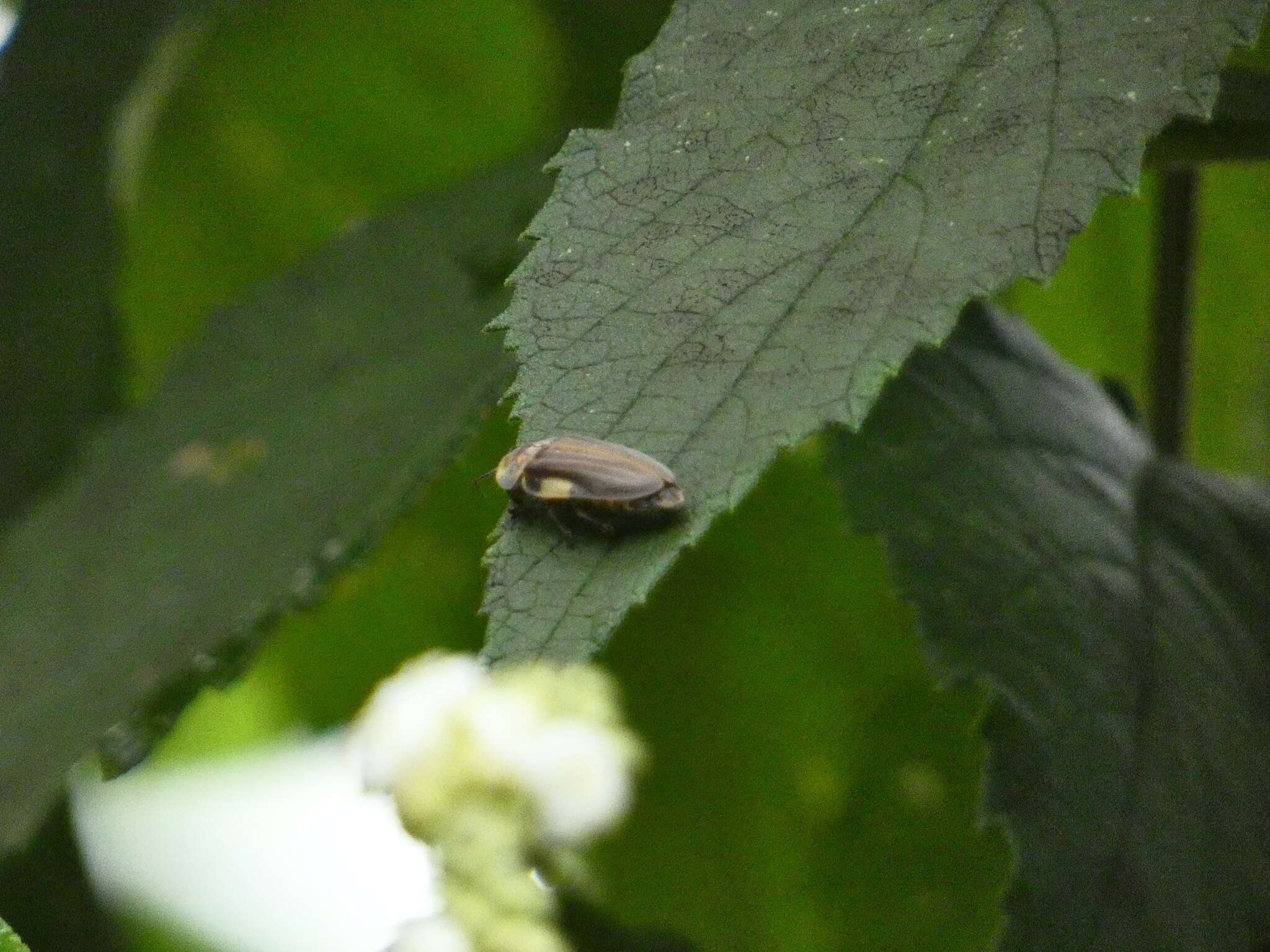 Imagem de Aspisoma ignitum (Linnaeus 1767)