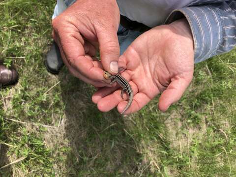 Image of Northern Prairie Skink