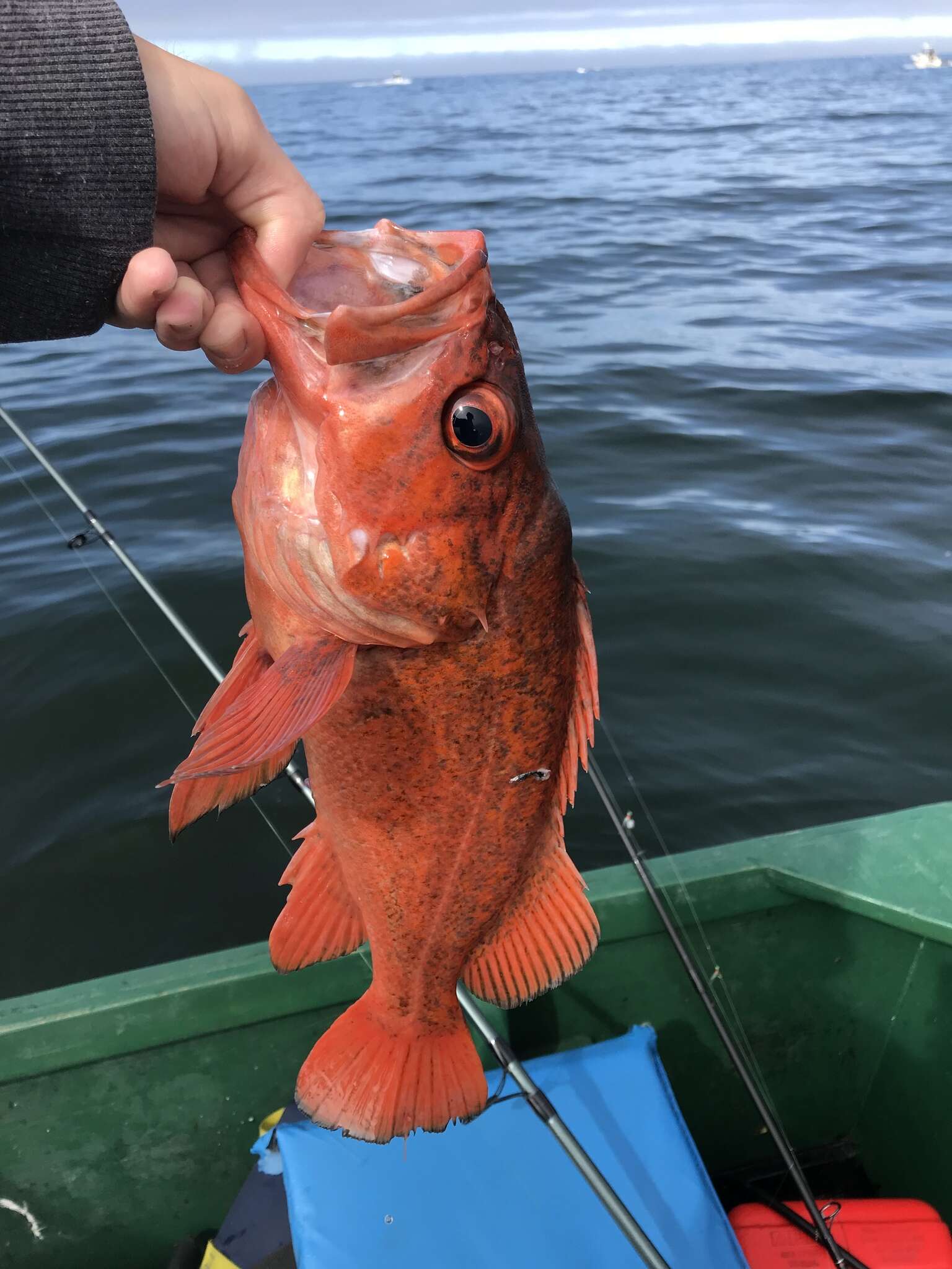 Image of Vermilion rockfish