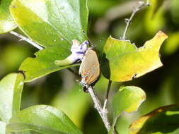 Image of Calycopis caulonia (Hewitson (1877))