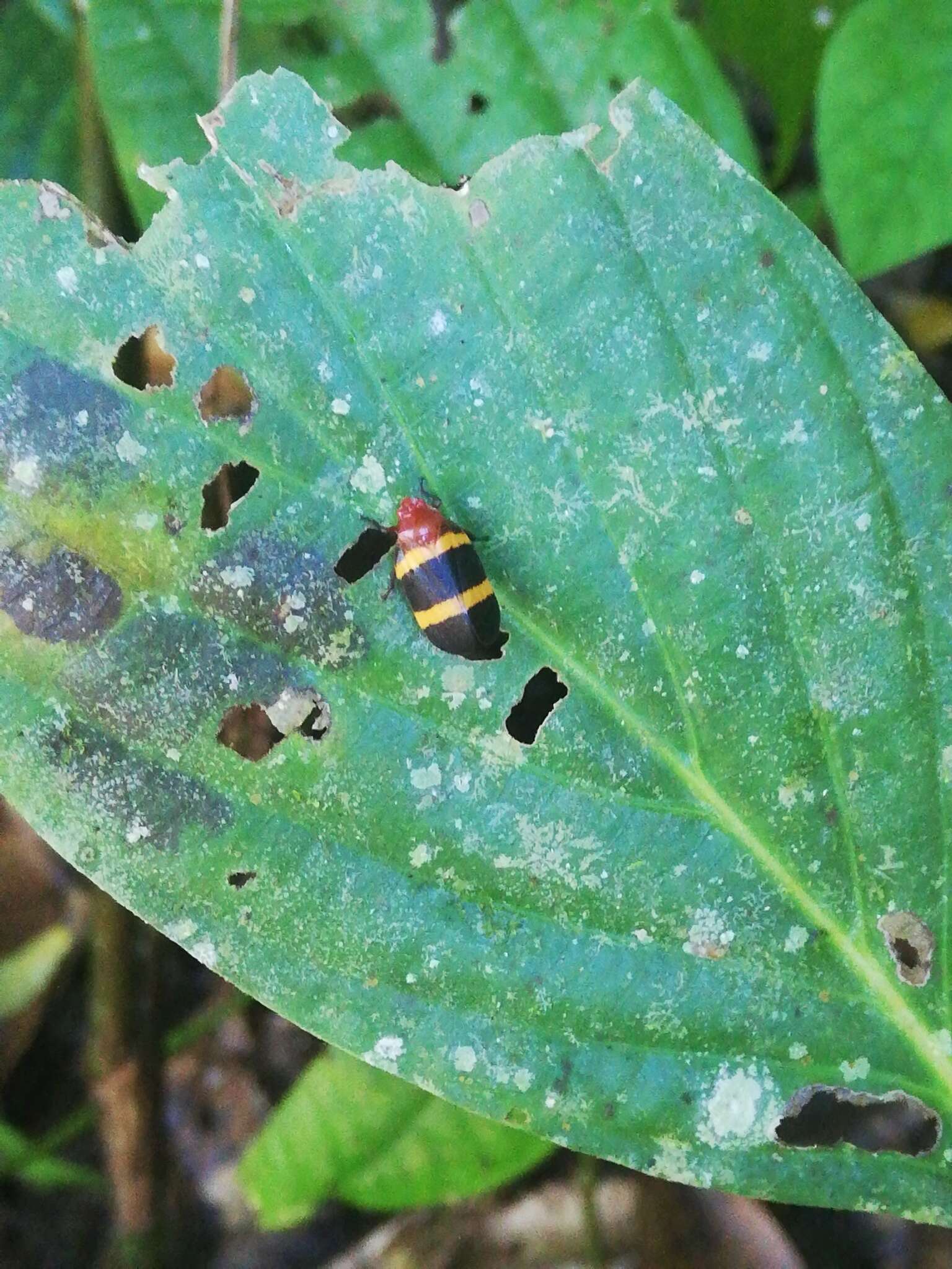 Image of Sphenorhina rubra (Linné 1758)