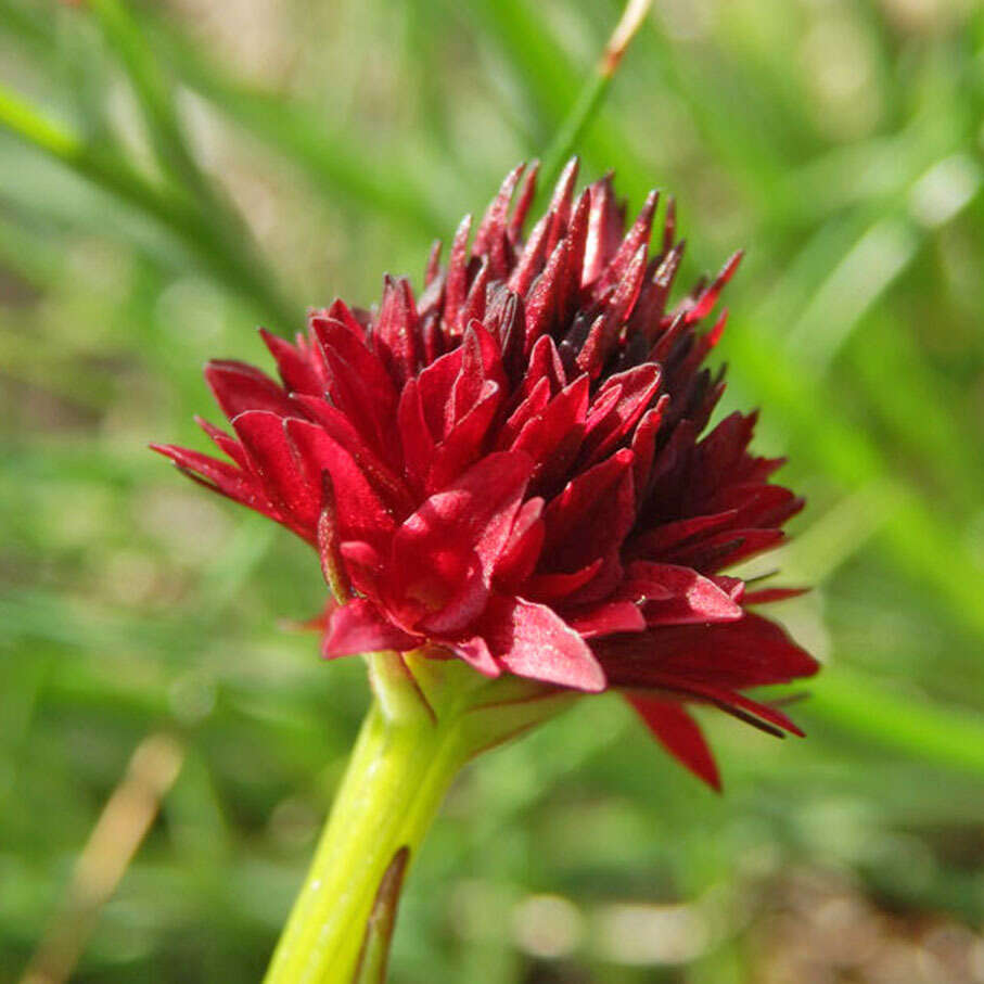 Image of Gymnadenia austriaca var. gallica (E. Breiner & R. Breiner) P. Delforge