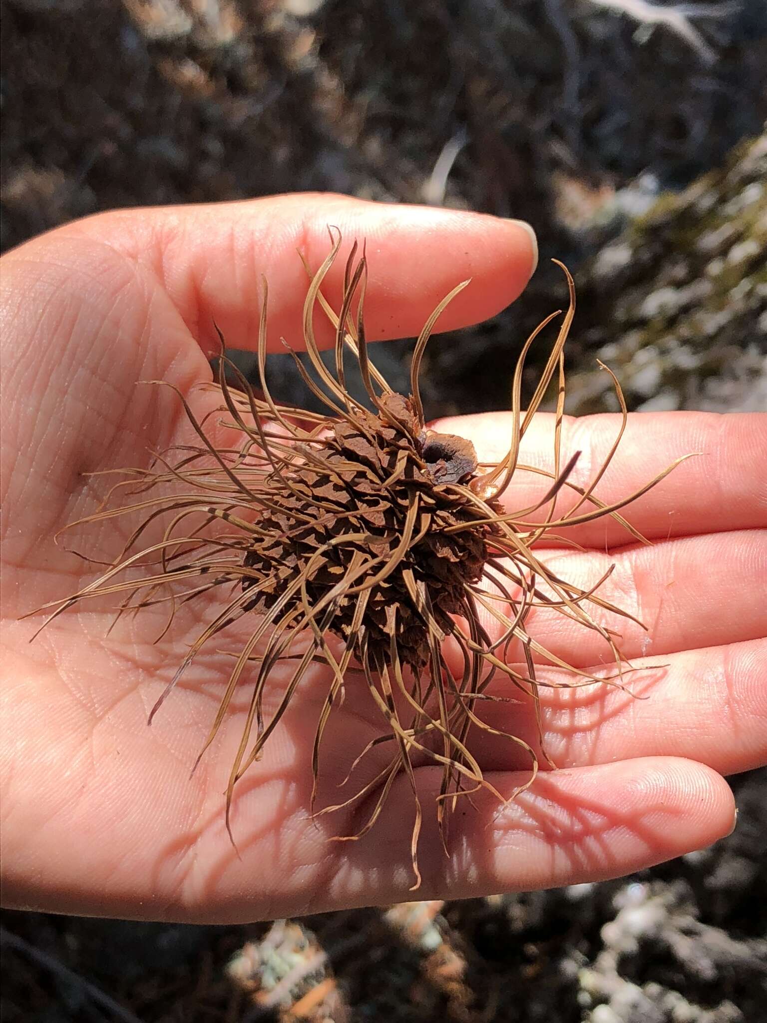 Image of Bristlecone Fir