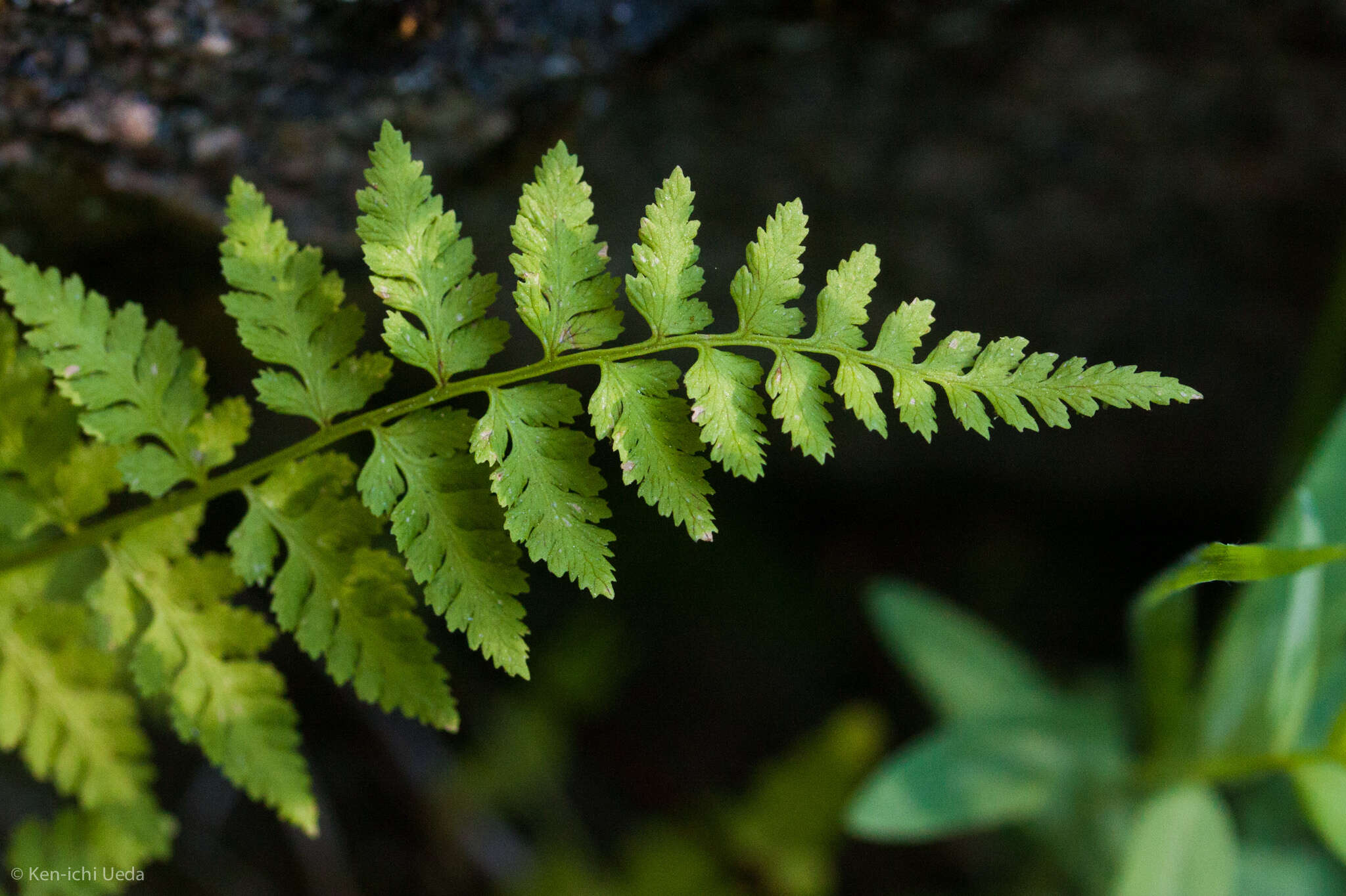 Imagem de Cystopteris fragilis (L.) Bernh.