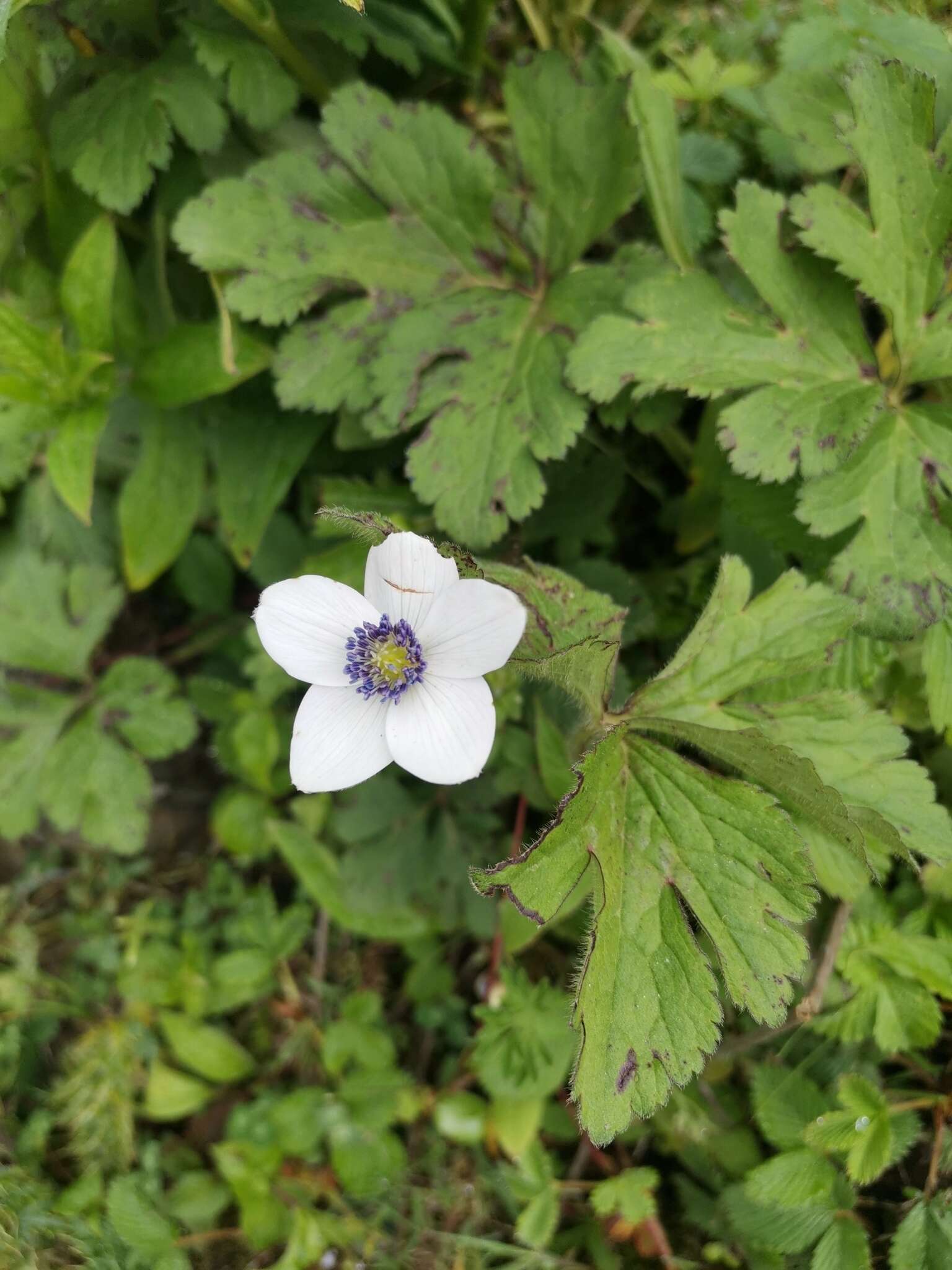 Image of Himalayan windflower