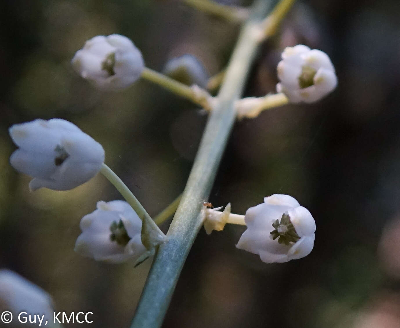 Imagem de Drimia urgineoides (Baker) J. C. Manning & Goldblatt