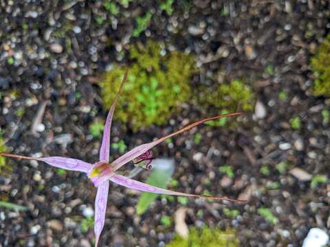 Image of Rosella spider orchid