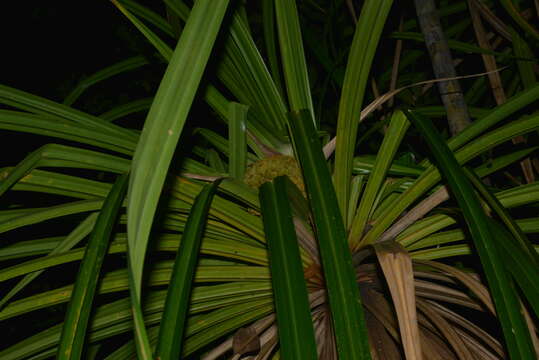 Image of Pandanus bernardii H. St. John ex Callm.