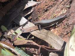 Image of Southern Forest Cool-skink