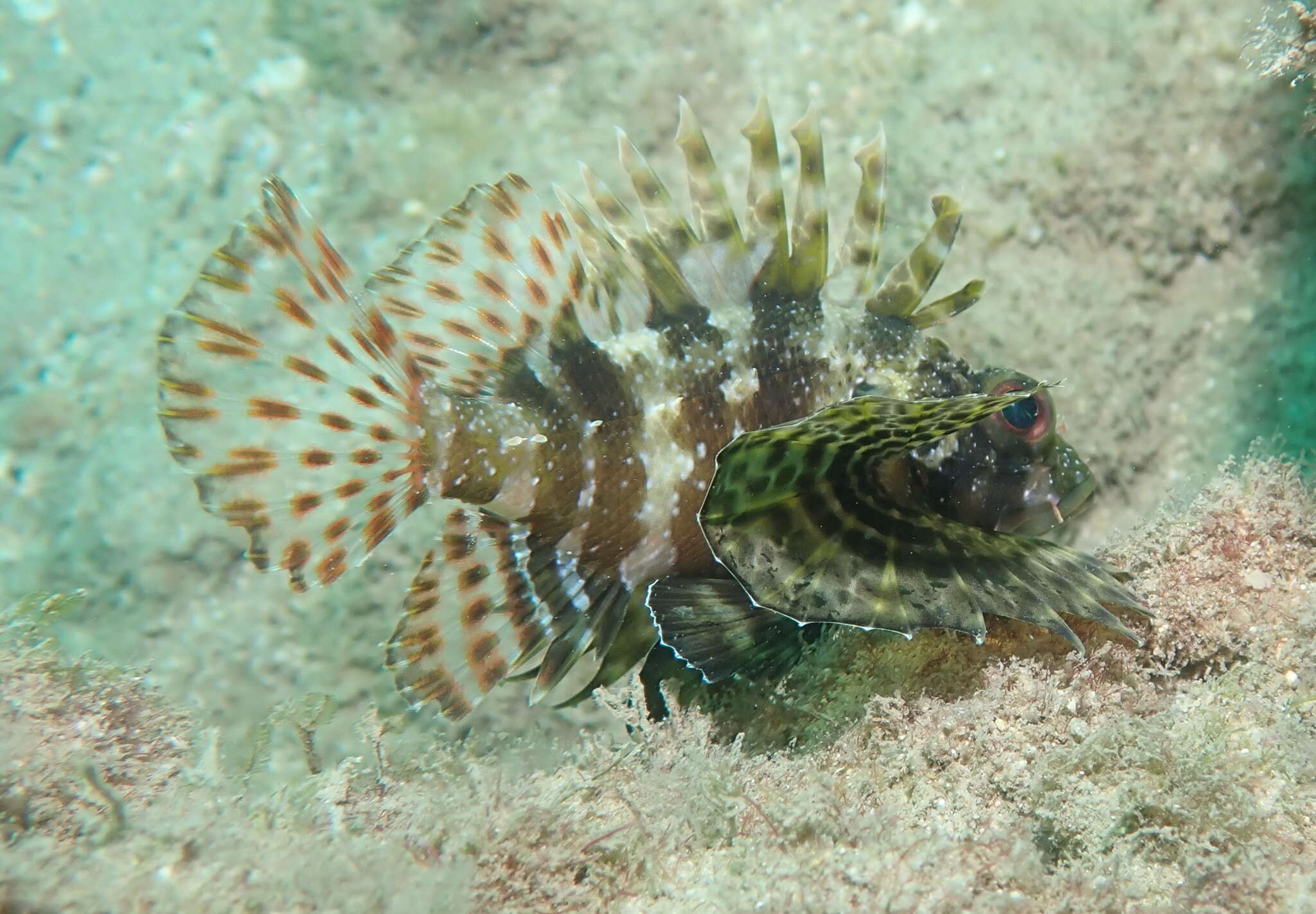 Image of Green lionfish