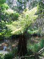 Image of Grassland tree fern