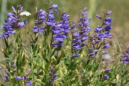 Sivun Penstemon venustus Dougl. kuva