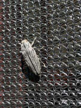 Image of Buprestis lyrata Casey 1909