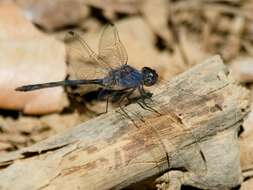 Слика од Trithemis aconita Lieftinck 1969