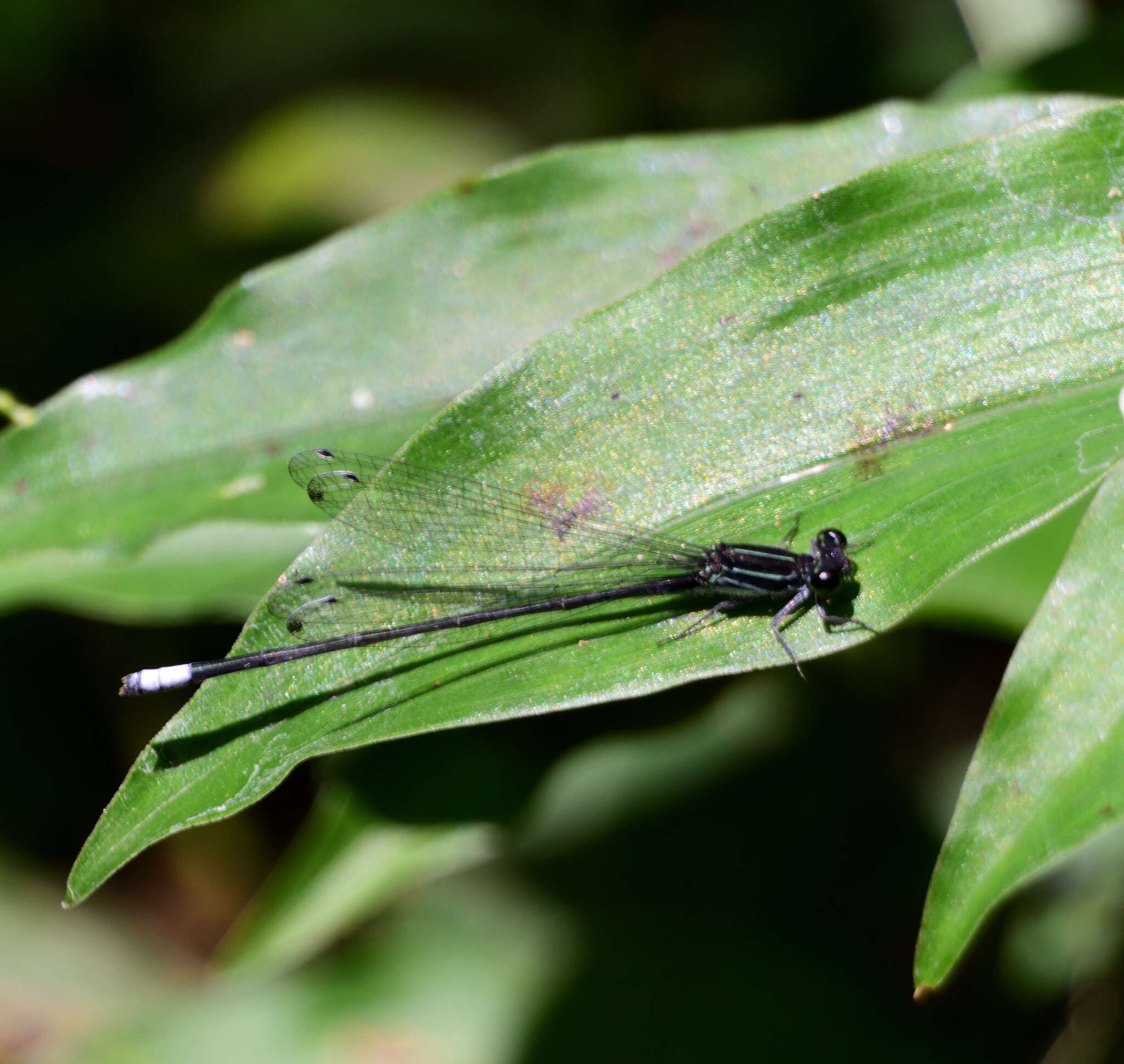 Image of Apanisagrion lais (Selys 1876)