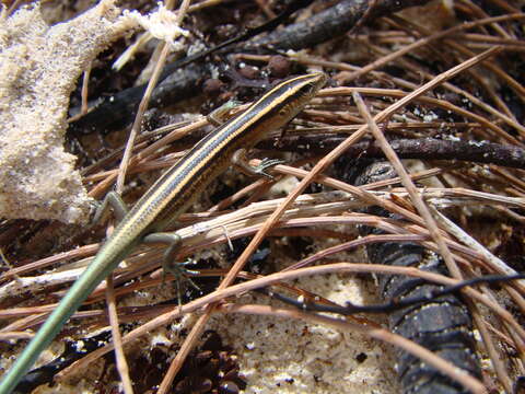 Image of Copper-tailed Skink