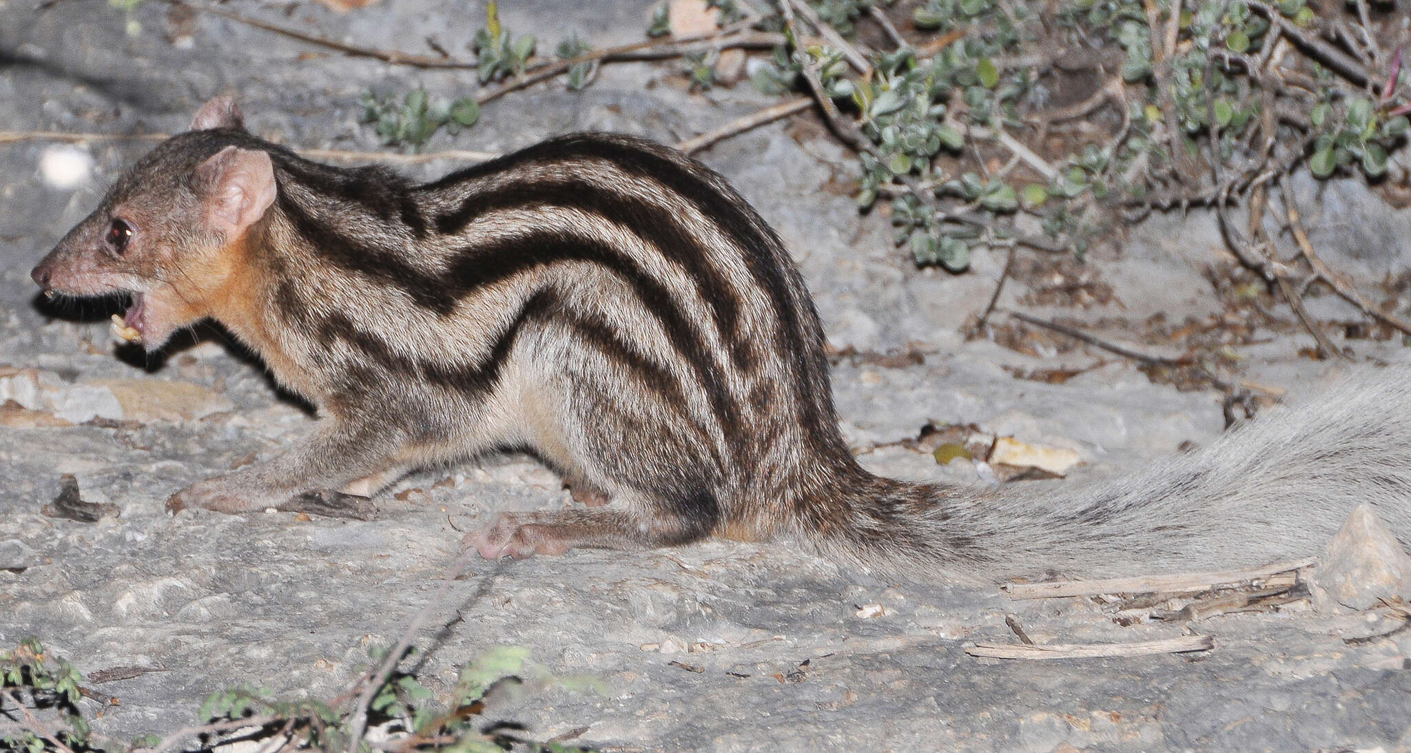 Image of Broad-striped Malagasy Mongoose