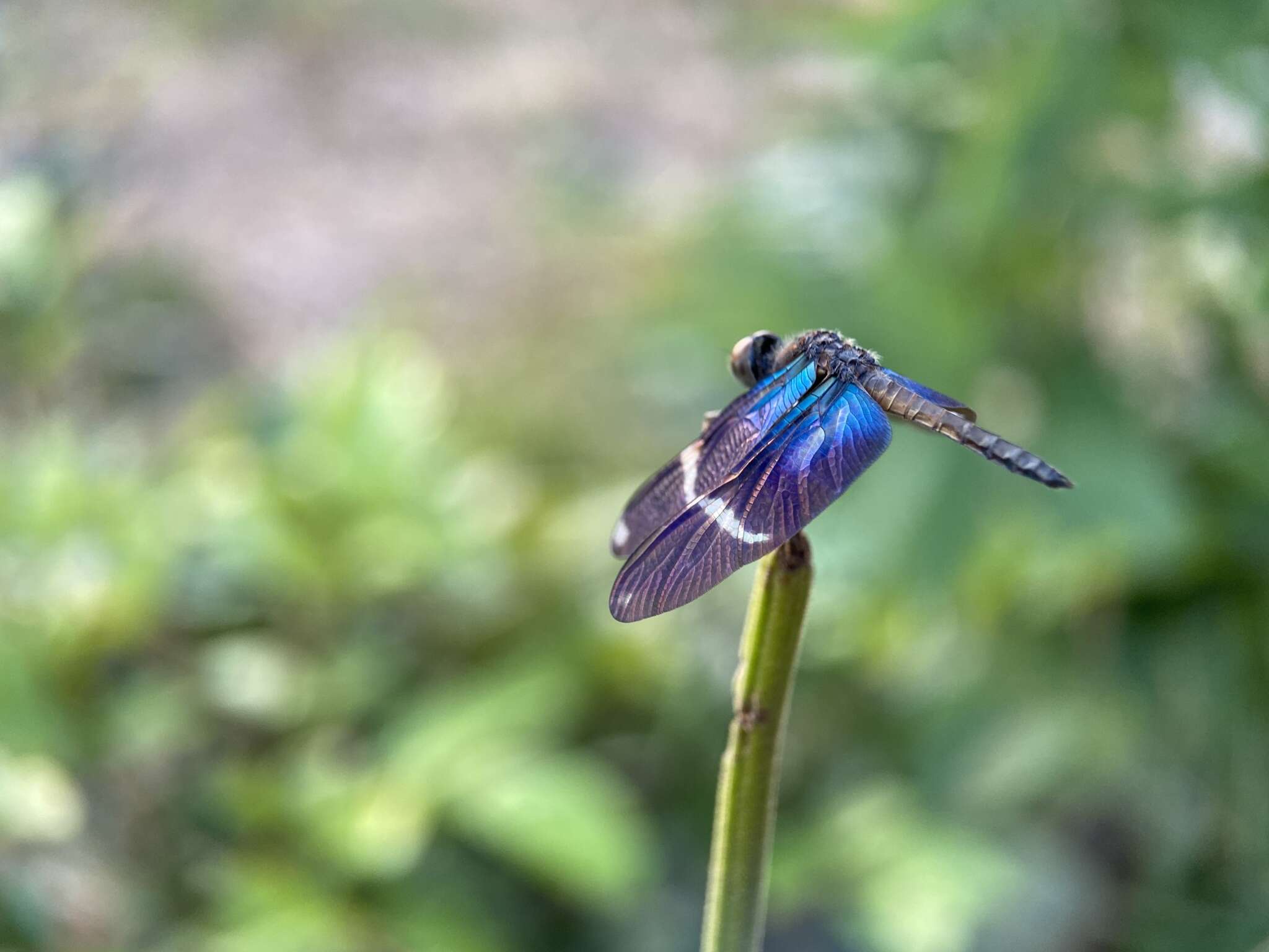 Zenithoptera Selys 1869 resmi