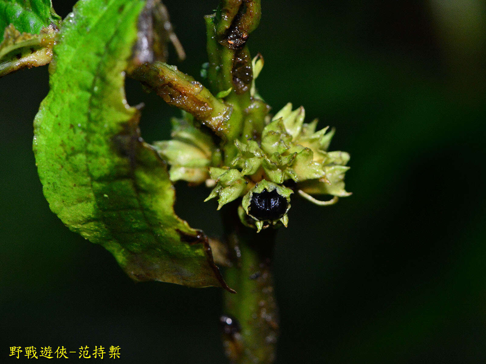 Plancia ëd Paraphlomis javanica (Blume) Prain