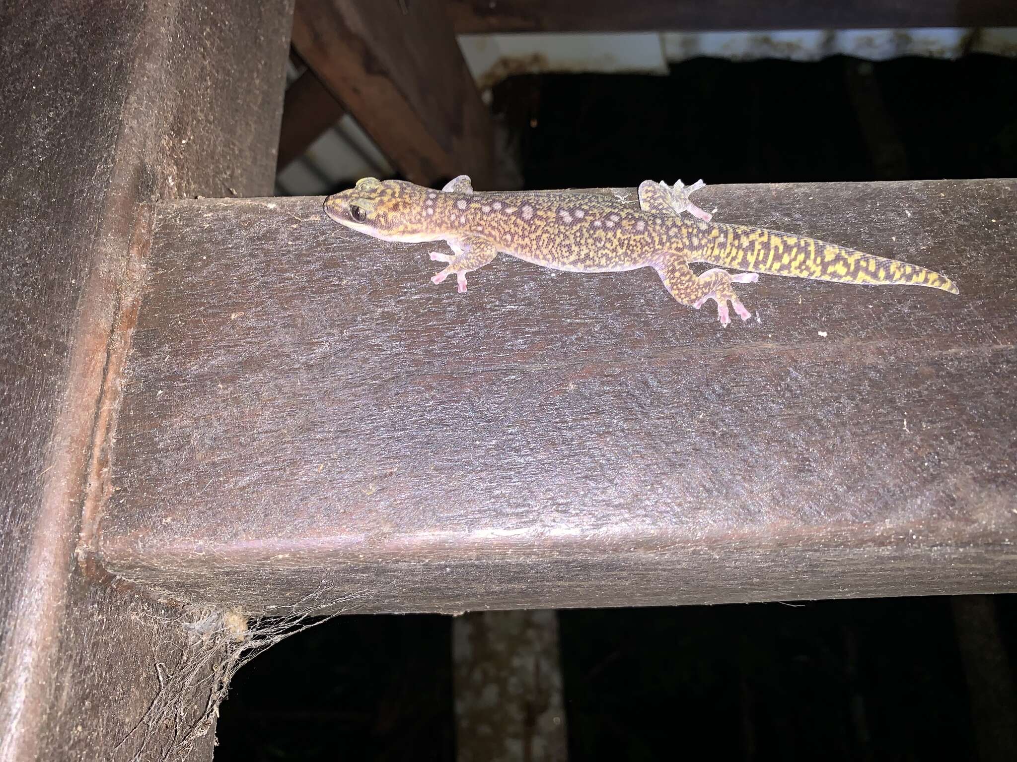 Image of Southern Spotted Velvet Gecko