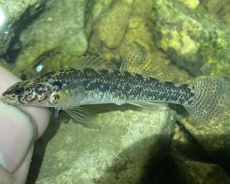 Image of Blackfin darter