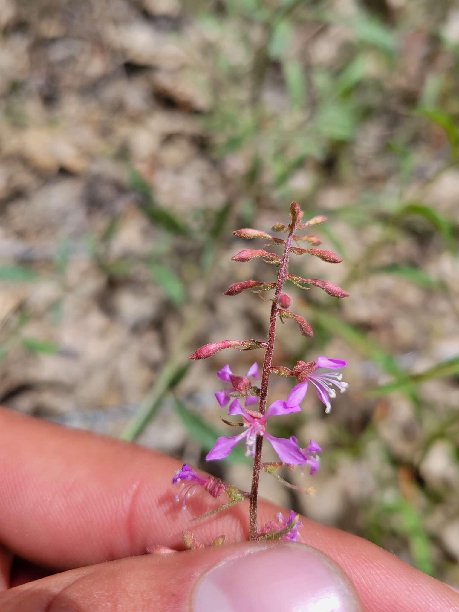 Clarkia heterandra (Torrey) H. Lewis & P. H. Raven resmi