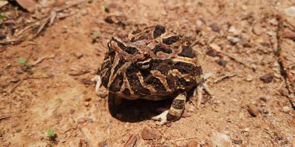 Image of Venezuelan Horned Frog