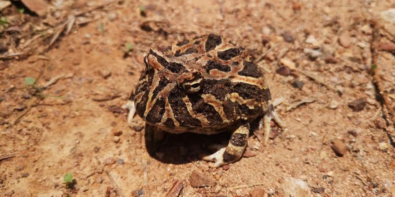 Imagem de Ceratophrys calcarata Boulenger 1890