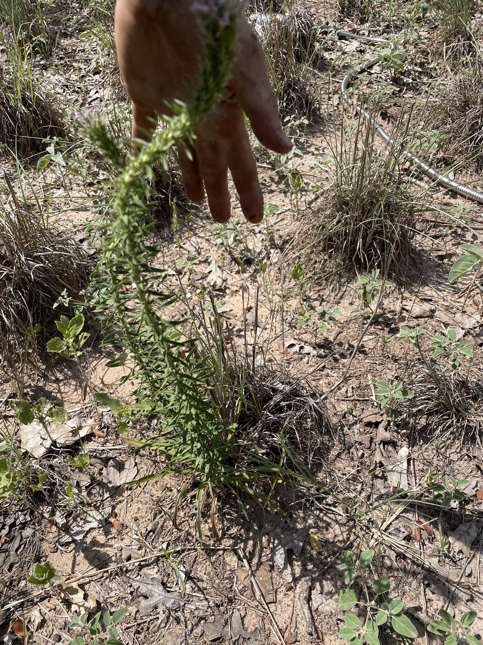 Image de Liatris carizzana (Gaiser) G. L. Nesom