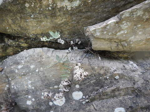 Image of Copeland's cloak fern