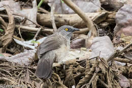 Image of Arrow-marked Babbler