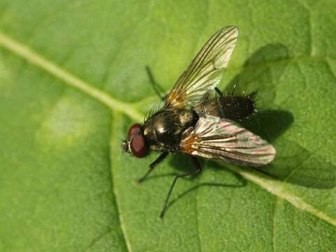 Слика од Thricops nigrifrons (Robineau-Desvoidy 1830)