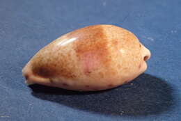 Image of Walker's Cowry